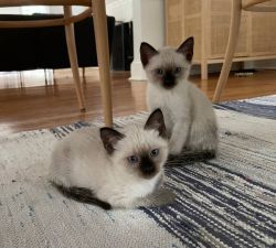 Siamese kittens for sale (Washington DC)