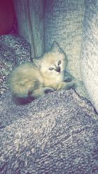 Selling a2 month old kitten