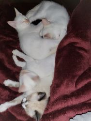 Male Siamese Kittens