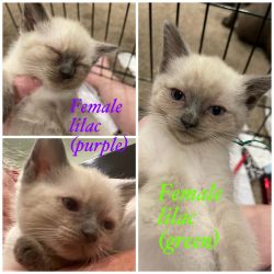 Beautiful Siamese kittens, lilac & seal ready to go!