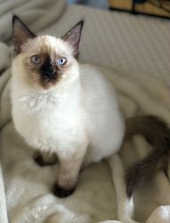 Siamese Kitten for ADOPTION!