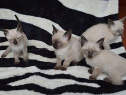 Beautiful Siamese Kittens for Adoption