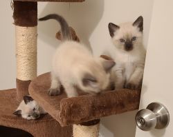 Chocolate Seal Point Siamese kittens