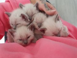 Quality Siamese Kittens Available