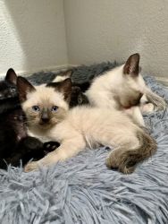 Siamese Kittens with Blue Eyes