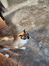 Free fixed male Siamese cat