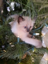 Siamese Kittens ready for Christmas