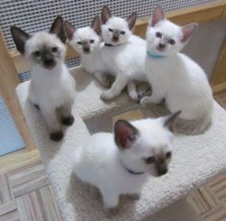 purebred Old Style Siamese kittens