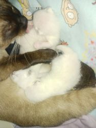 siamese newborn baby kittens