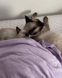 Siamese cats need new home