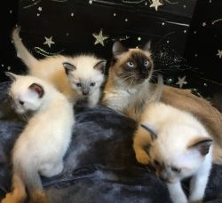 Siamese Himalayan kittens