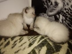 Bermiese simease kittens