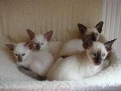 Home Raise male and female Siamese kittens for sale