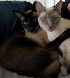 2 Siamese Cats