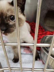 Free! Siamese kitten to good home!