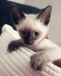 Purebred Siamese Kitten
