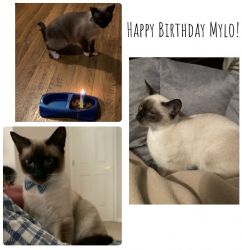 2 year old male Siamese cat