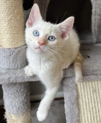 Flame Point Siamese Kittens