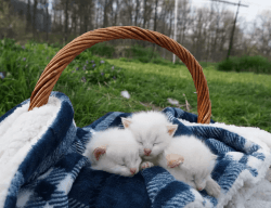 Flame Point Kittens Now Available!