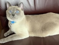 Blue point Siamese 3yrs old