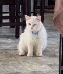 Selling my blue eyed cat
