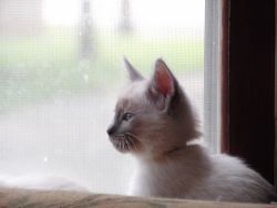 Purebred Siamese Male Kitten