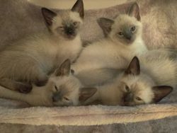 Pure breed Siamese kittens