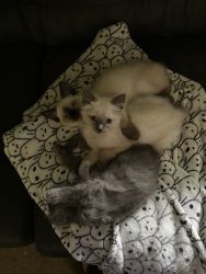7 Siamese bob tails kittens that need a home