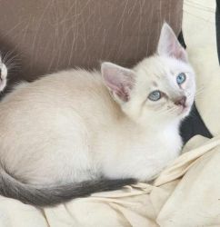 Blue eyed Siamese Kittens