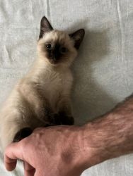 5-month-old indoor baby Siamese kittens