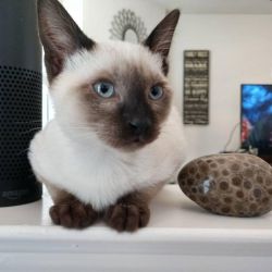 Remarkable Siamese Kittens Available.