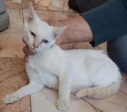 FLAME POINT SIAMESE CAT (b)
