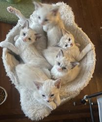 Siamese Sphynx kittens