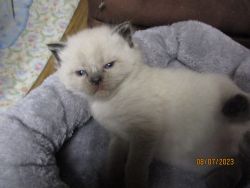 Siamese/Himalayan mix kittens for sale