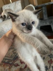 Seal Mixed Blue point Siamese