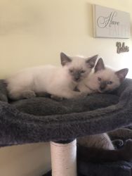 2 male bluepoint Siamese kittens