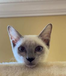 SIAMESE KITTEN'S PUREBRED Male and Female available