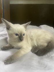 Siamese kitten for sell full blood