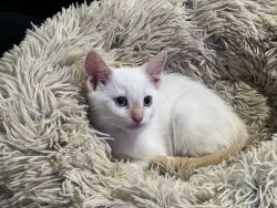 Purebred 8 Week Old Male Flame Point Siamese Kitten