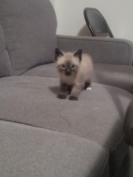 Siamese kitten available 10/28