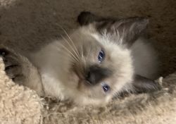 Beautiful blue eyed Siamese kittens