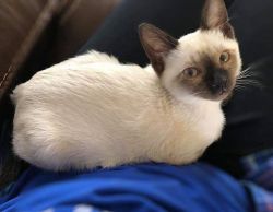 Siamese Kittens For Adoption Cute and Adorable