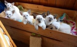 5 beautiful Siamese kittens