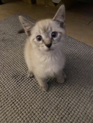 Siamese Kitten for Sale