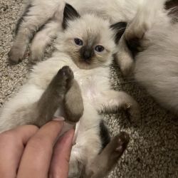 Pure Breed Siamese Kittens For Sale