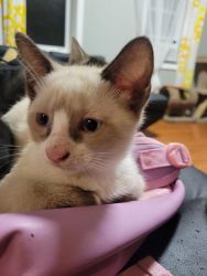 Potable Male & Female Siamese Kittens For Sale