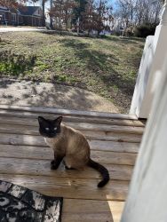 Siamese cat in need of home
