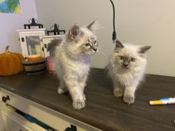 Male & Female Siamese Kittens For Sale