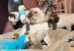 4 beautiful Siamese kittens available