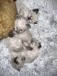 siamese kittens available for adoption